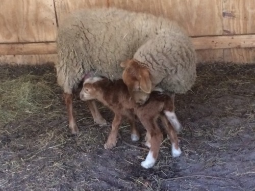 kuttithevangu:Kiss lamb… love lamb
