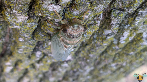 Dog-Day Cicada - Neotibicen canicularisWell, I hinted at this in a very important earlier post that 