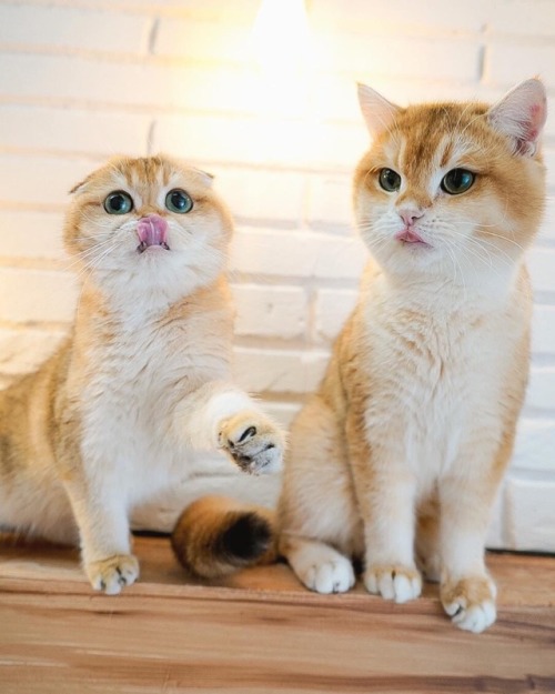 friendly-animals: (Source) 小猫咪qaqqqqq吸一口续命莫名hc（bushi