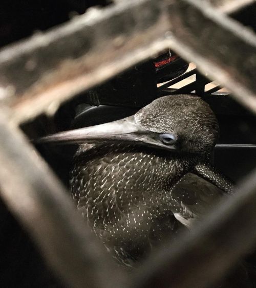 A #SeabirdSunday this week…with the most recent rescue being this stunning juvenile Cape Gann