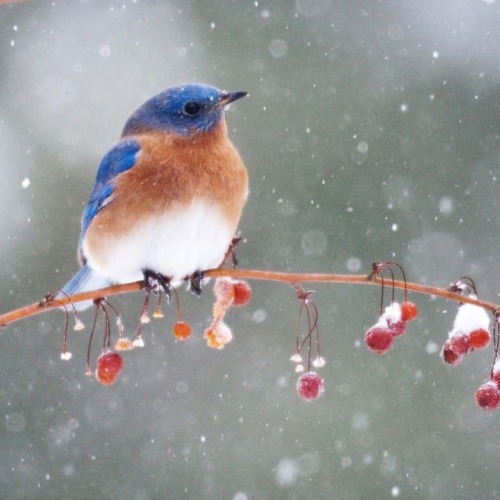 Eastern Bluebird, a welcome sight on a snowy day! Eastern Bluebird populations plunged in the early 