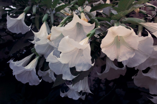 happinessfordeeppeople: Angel Trumpet  or Brugmansia suaveolens Beautiful and deadly as well.