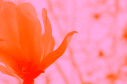 desertkiss: flowers at the san francisco botanical gardens that i spotted 