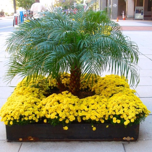 Street Tree and Mums, Washington, DC, 2008.If climate change is as great as a few predict, palms mig