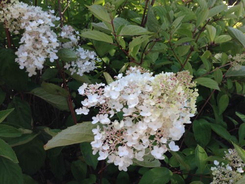 rosamutabilis:Hydrangea paniculata