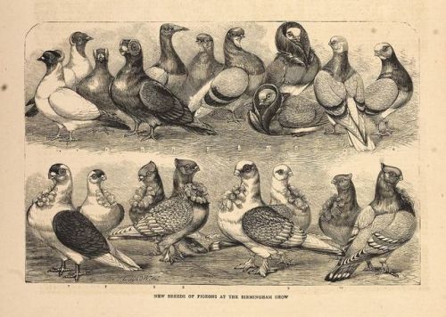 This row of proud pigeons was found in an edition of The Graphic, an illustrated weekly newspaper ou