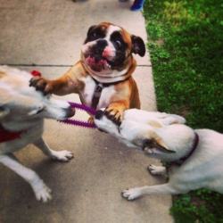 unamusedsloth:  &ldquo;CAN’T WE ALL JUST GET ALONG?&rdquo;  Aww he just wants to join in sorry to say little doggy they haven&rsquo;t invented three way tug of war yet.