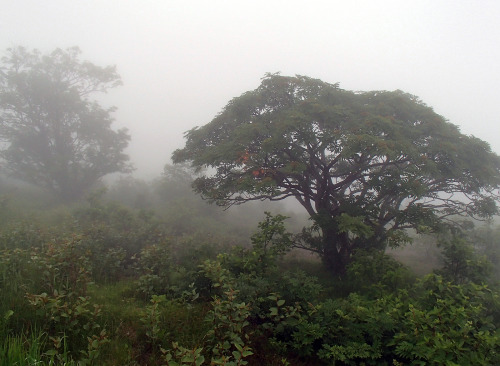 90377: Mt. Shirane range :foggy weather by Gudonjin AIZA