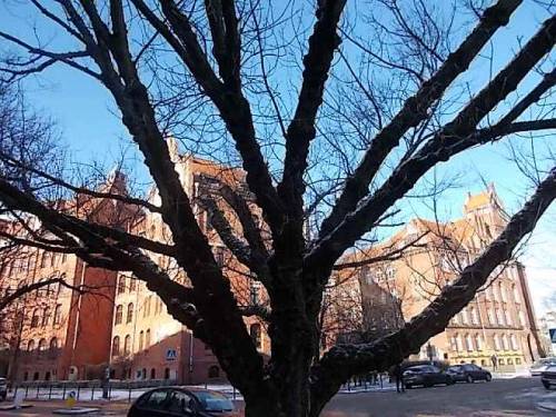 Trees in Wroclaw-Krzyki, Poland (Winter 2021).