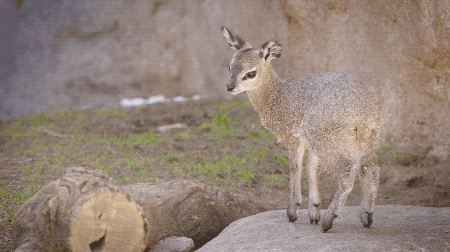 thatkidnamedmichi:sdzoo:Klipspringers have unique hooves that are just right for life on the rocks. 