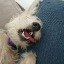 showmeyoursighthounds