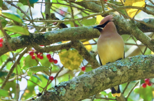 Cedar waxwing &hellip; Redden State Forest, Georgetown, Delaware &hellip; 4/30/22