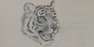 antiqueanimals:Drawing the Big Cats. Written and illustrated by Paul Frame. 1981.