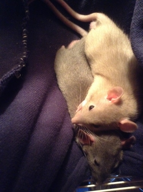 fuckinfrenchiie:  Moose and Squirrel cuddling <3