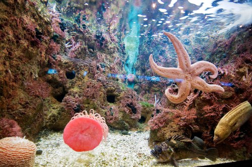 STUCK || shedd aquarium, chicagothis reminds me of that scene in finding nemo LOL 