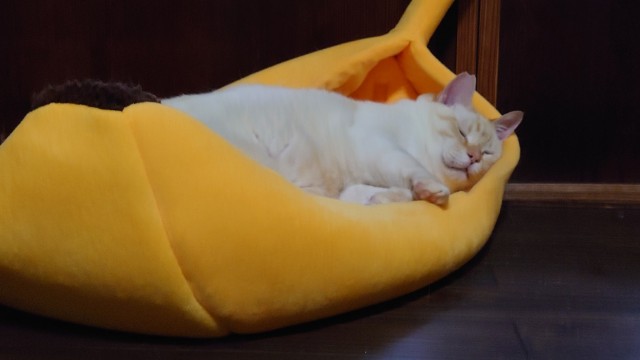 straycatj:  zokso:   straycatj:  zokso:  straycatj:  straycatj:   ぐぅぅ…  Zzz…    !  A cat inside a durian. 🤣  Banana! I’m in BANANA!   But you look like you’re in or a part of a durian crepe. 🤣🤣🤣🤣🤣    Oh… I may be durian…