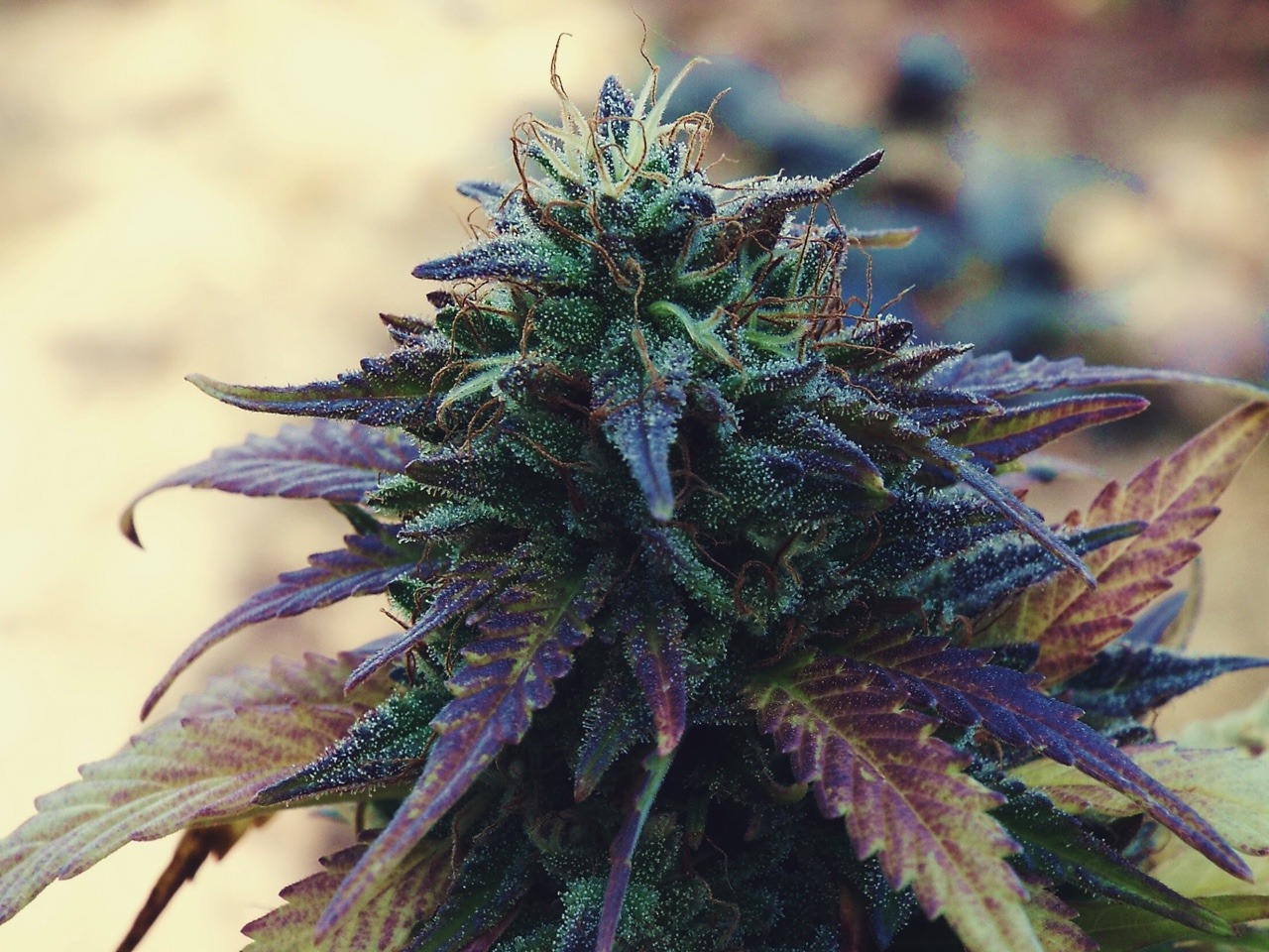 oregonja:🌳Colorful🔮