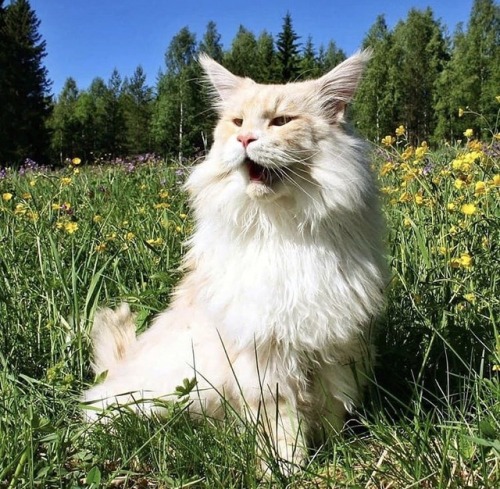 friendly-animals:(Source)
