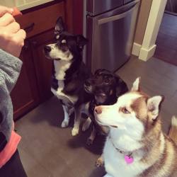 Miss my babes 💋🐶🐶🐶   #GA #latergram #dogsofinstagram #husky #lab #mix #mutt #babes #leighbeetravel #atlanta #allthetreats #spoiled #winterbreak