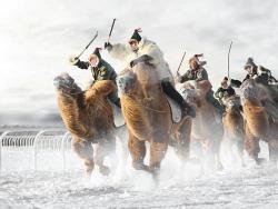 Photo Finish (A Camel Race In –50C Weather During The Nadaam Festival In Inner