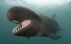 nosdrinker:  iamthespacecadet:  amateur-1314:  seascienceweekly:  This is the false killer whale, or Pseudorca crassidens. Not much is known about its behaviour in the wild, although it’s been known to approach boats with either offers or expectations