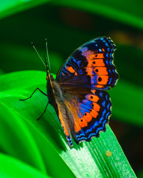 onenicebugperday: Summer (blue) and winter (red/orange) color morphs of the southern