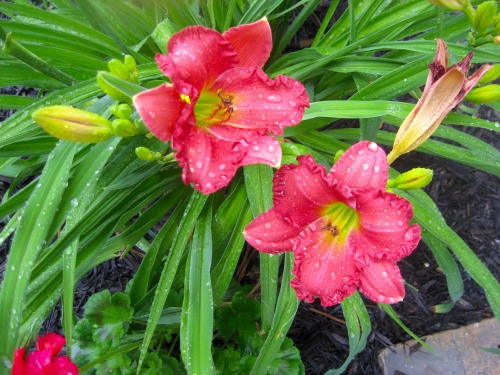 Daylilies after a rain.