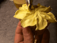 have-a-spooky-halloween:  Daffodil Tutorial 