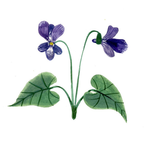 madisonsaferillustration: Another violet! 