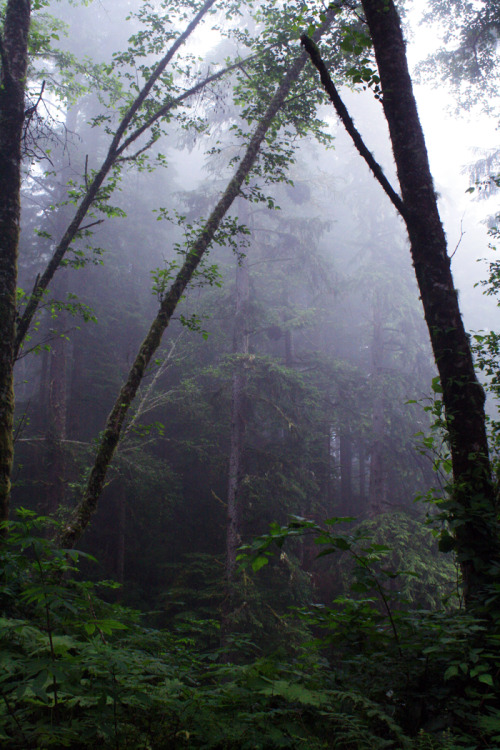 bright-witch: Oregon Coast, film photography by me. Please do not remove credit!