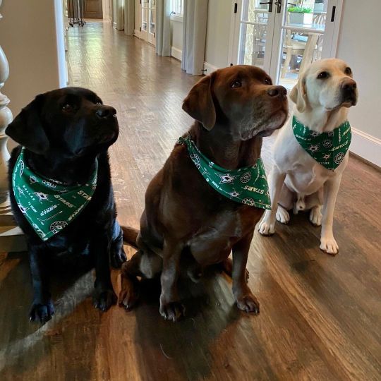 gerrymarshallandcash Who wants a treat!? 🐶🦴