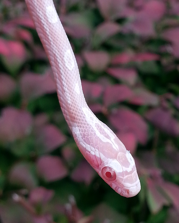 snoots-and-boops:  One of the new pick ups from the show! A little 2015 snow girl