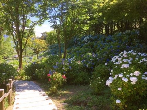 舞鶴自然文化園に行ってきました。梅雨入り前日でとても良いお天気でした。I visited Maizuru the other day to see this beautiful hydrangea f