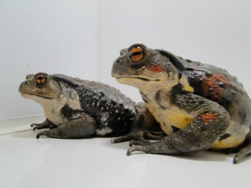 toadschooled:Dark and striking Japanese stream toads [also known as the Honshū Toad; Bufo torrentico