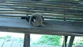 sizvideos:  Monkey Vs Cat Muay Thai - Video 