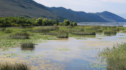 Shkodër, Albania