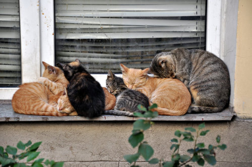 mostlycatsmostly:Cat Family (via Blazemorioz)