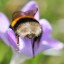 bumblehoneybee