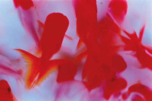 radstudies: Mika Ninagawa (Japanese, b.1972) - Liquid Dreams, 2003