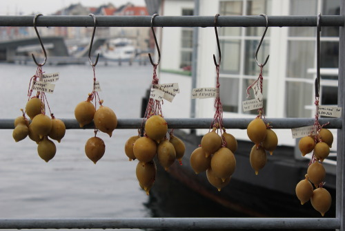 biodiverseed:Natural fermentation of plums in beeswaxBy Nordic Food LabIs it possible that waxing fr