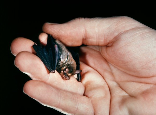 jadesandslash:  I absolutely love tiny bats and you should too Just look at them!!!