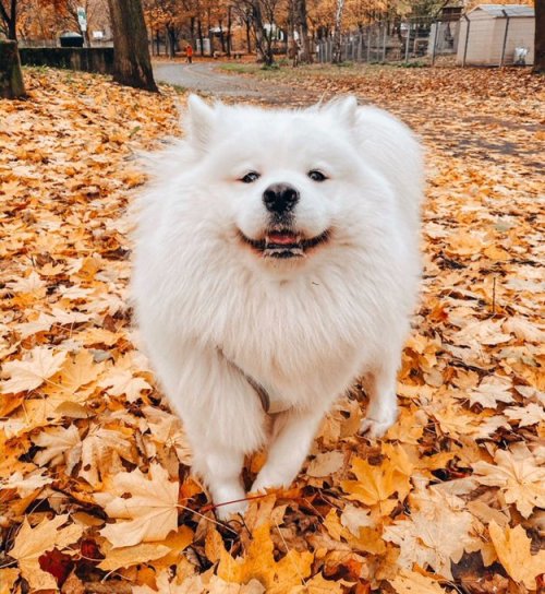 aww-so-pretty:Look the beautiful of this dog