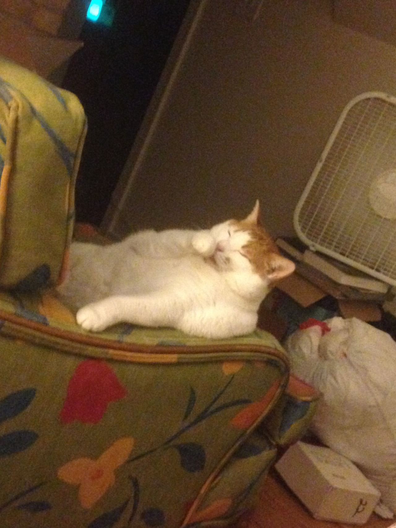 feedmerightmeow:  decadence 