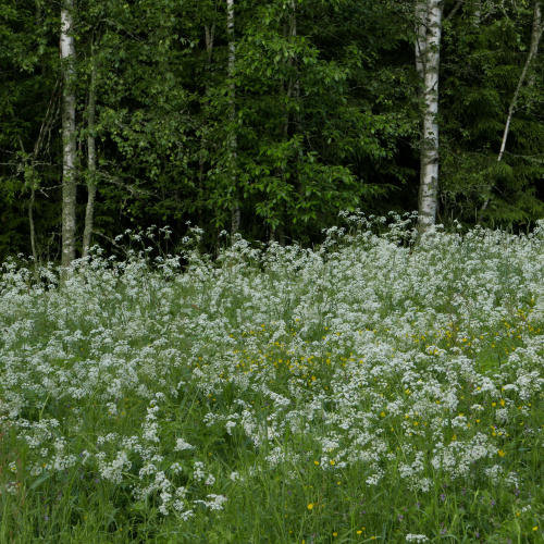 Petikko by Juha Haataja