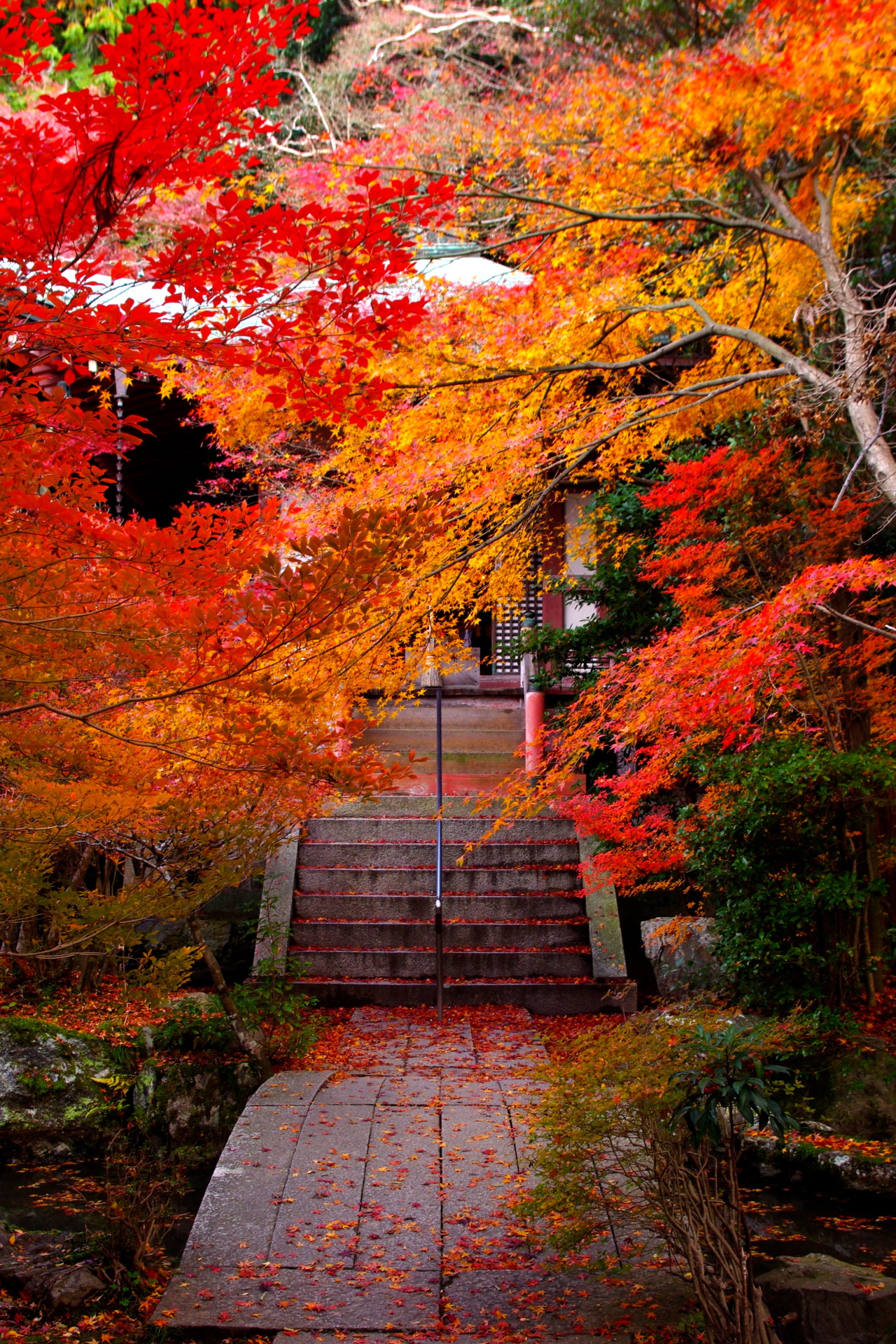 kotaliml:  奥 PENTAX K-5IIs・smc 18-55mmF3.5-5.6AL 