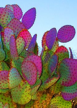 midnightinparis:  colorful cacti 