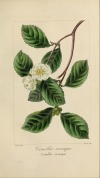 mossyredwood:Herbier général de l'amateur porn pictures