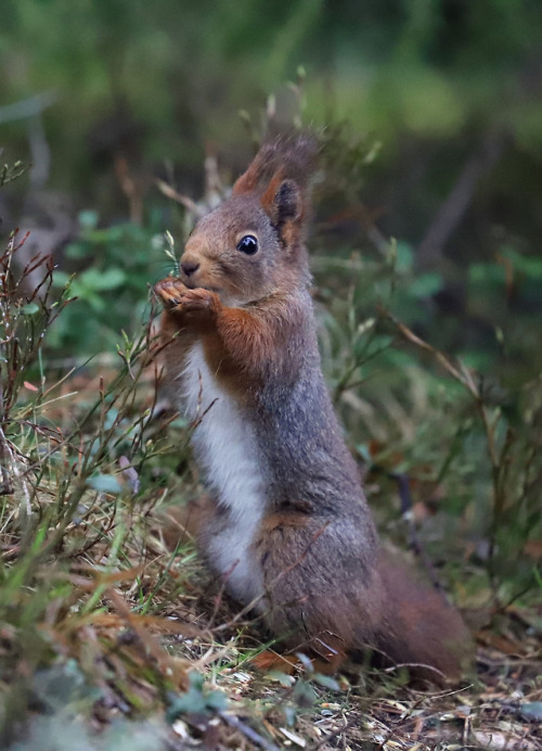 Yes, even more squirrel pictures. This squirrel is excited to have found some bird seeds on the grou