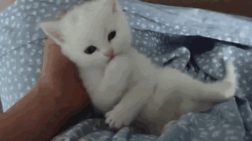 Ask Doctor Strange — *A white kitten is trying to get your attention by...