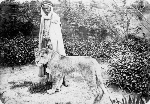 Algeria. Lioness near Ghelizane, early 20th century.